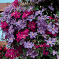 1 qt. Multicolor Clematis Perennial Plants M56902