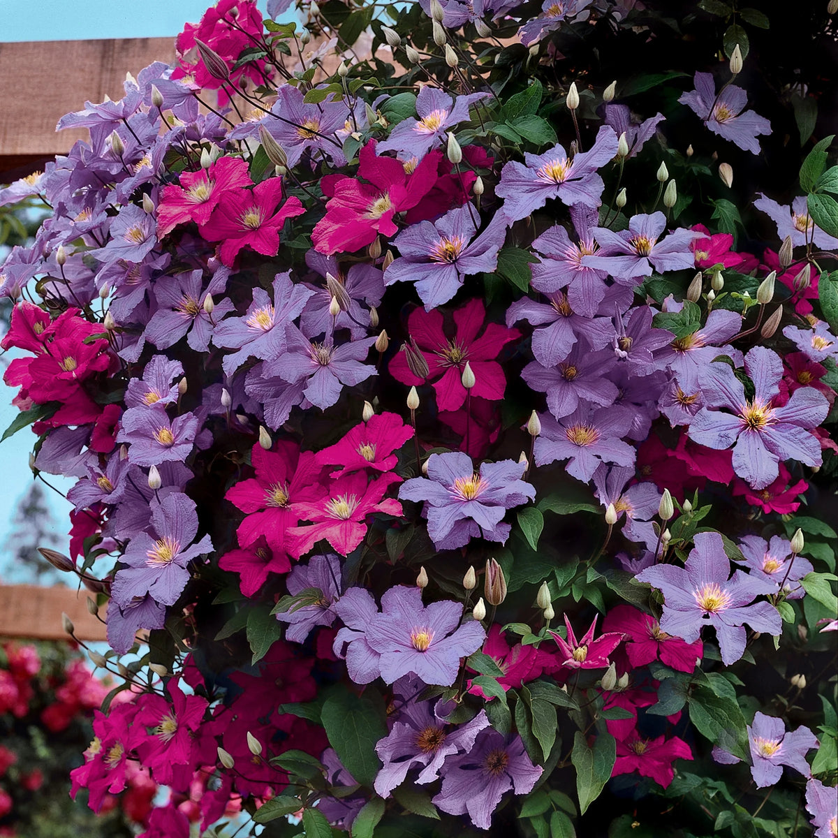 1 qt. Multicolor Clematis Perennial Plants M56902